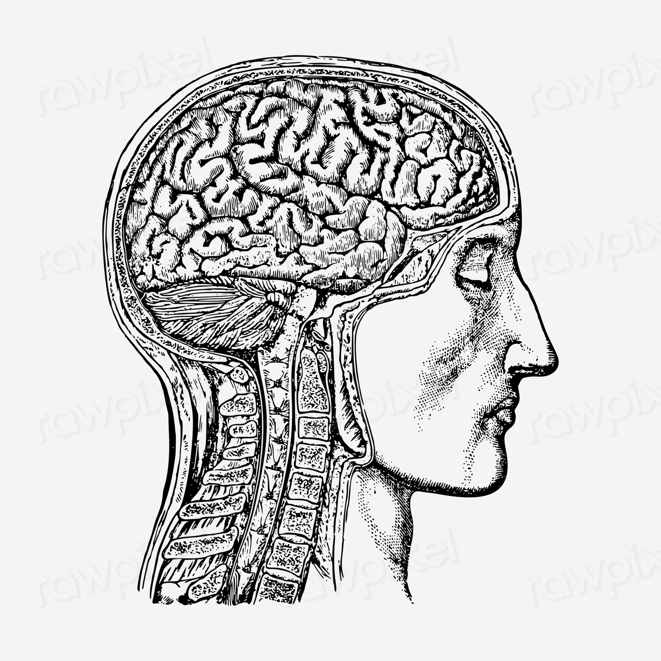 Anatomical brain drawing clipart, man